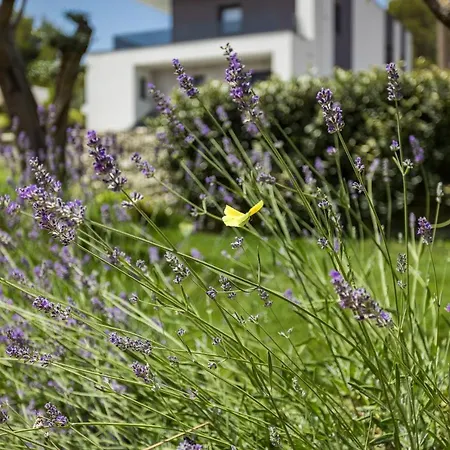 One Way Istria Luxury Family With Heated Pool Included Vila *